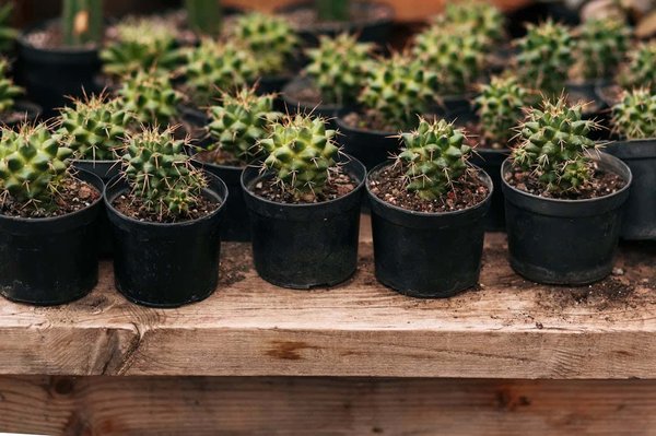 Comment aménager un jardin de cactus et plantes succulentes sur un balcon ensoleillé?